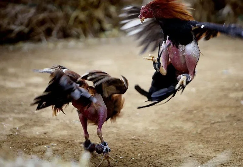 Đá gà S666: Đỉnh cao cá cược giải trí 